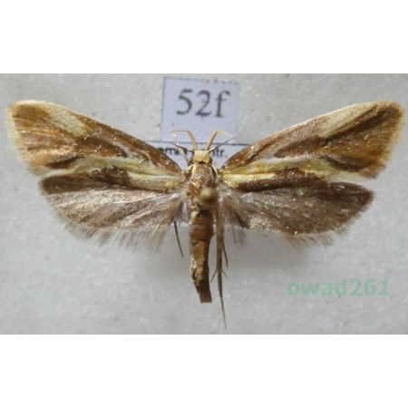 Harpella forficella (Scopoli, 1763) Czech52f